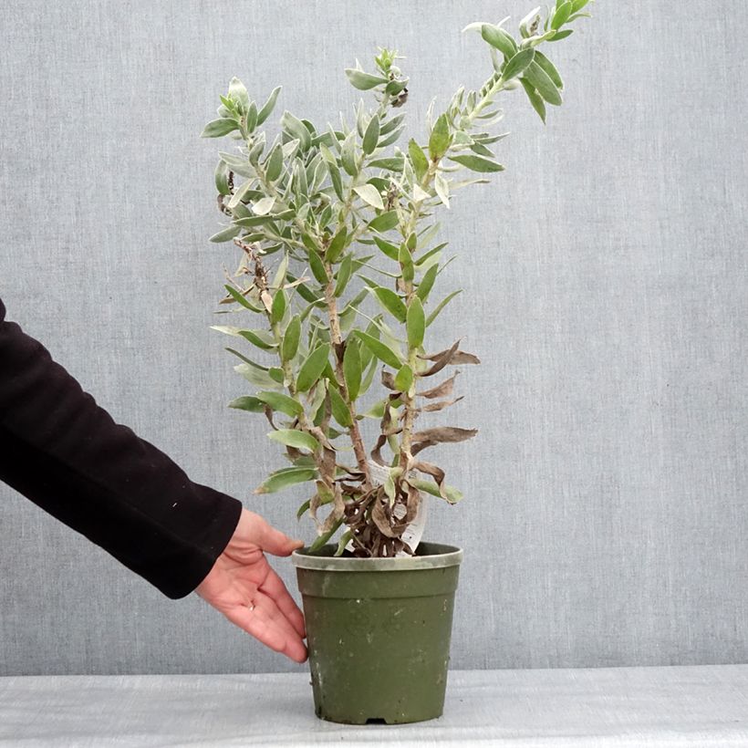 Leucospermum Copper Carnival Maceta 2L/3L Ejemplar entregado en invierno