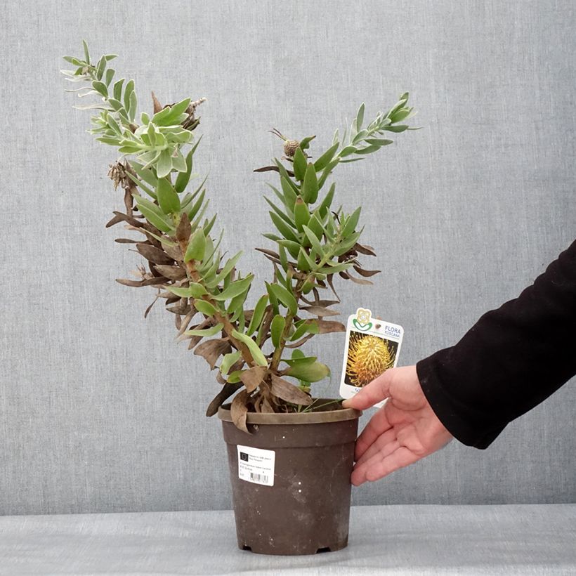 Leucospermum Yellow Carnival Maceta 2L/3L Ejemplar entregado en invierno