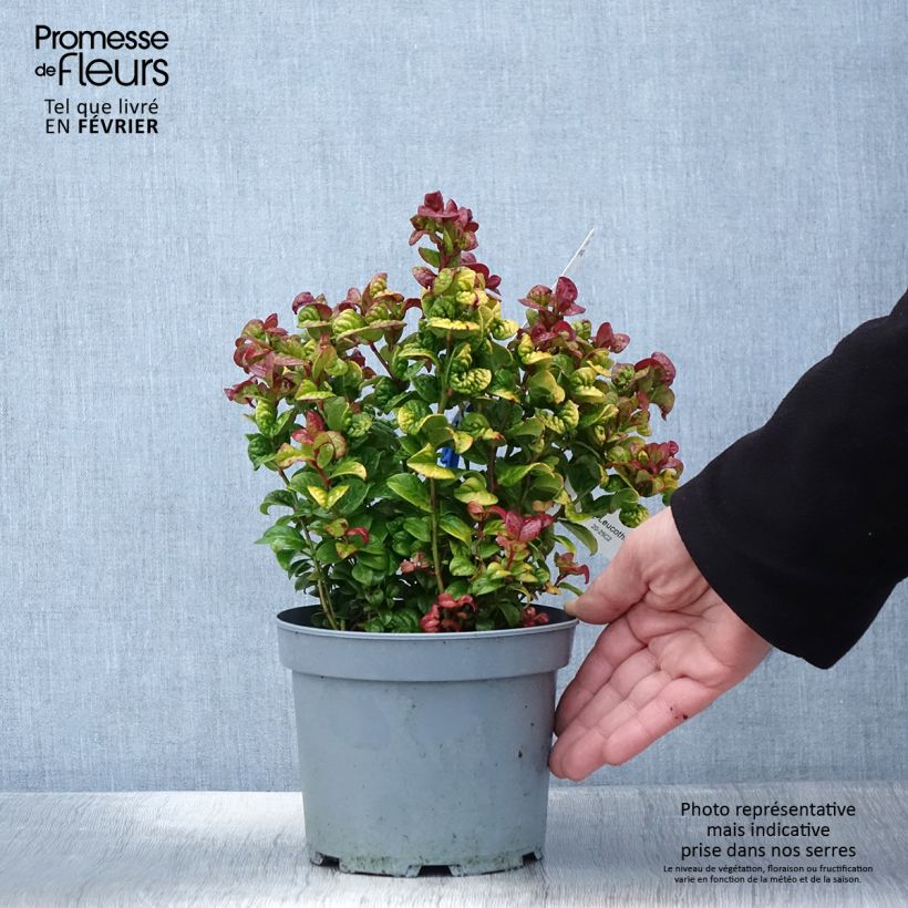 Leucothoe axillaris Curly Gold Maceta 2L/3L Ejemplar entregado en invierno