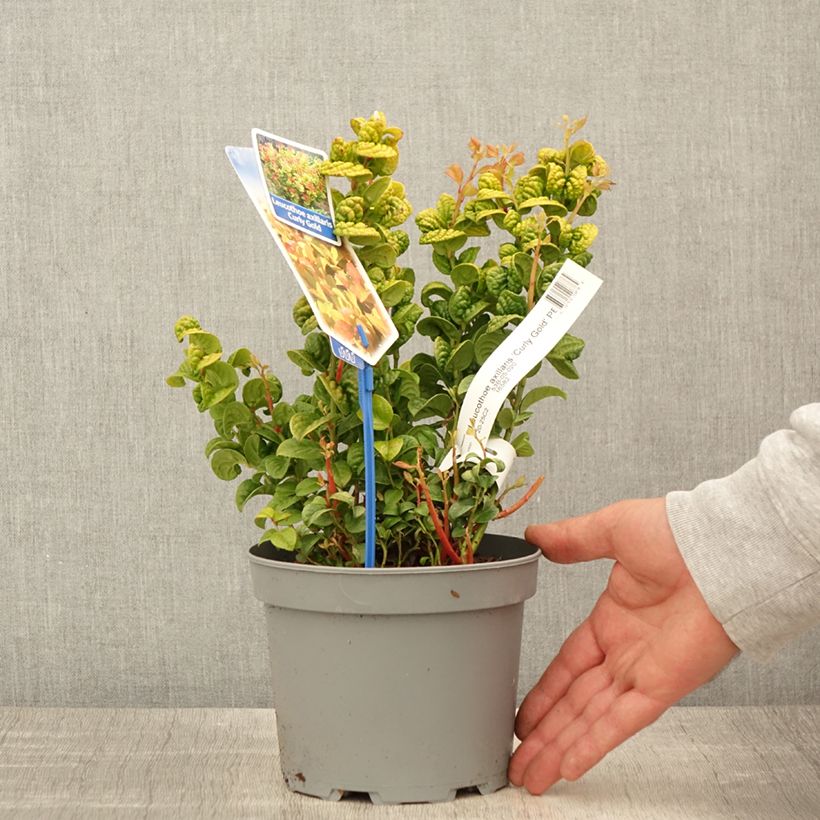 Leucothoe axillaris Curly Gold Maceta 2L/3L Ejemplar entregado en la primavera
