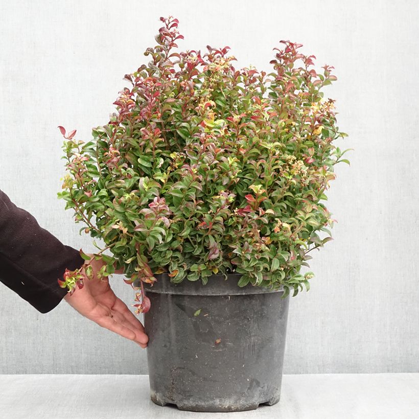 Ejemplar de Leucothoe axillaris Twisting Red Maceta 7,5L/10L entregado en otoño