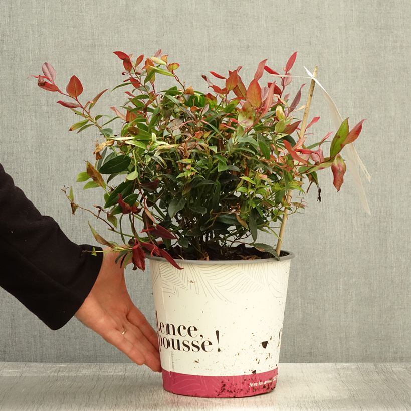 Ejemplar de Leucothoe fontanesiana Color Diamond Maceta 4L/5L entregado en otoño