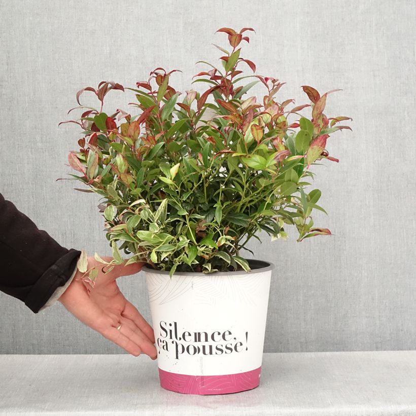 Leucothoe fontanesiana Color Diamond Maceta 4L/5L Ejemplar entregado en la primavera