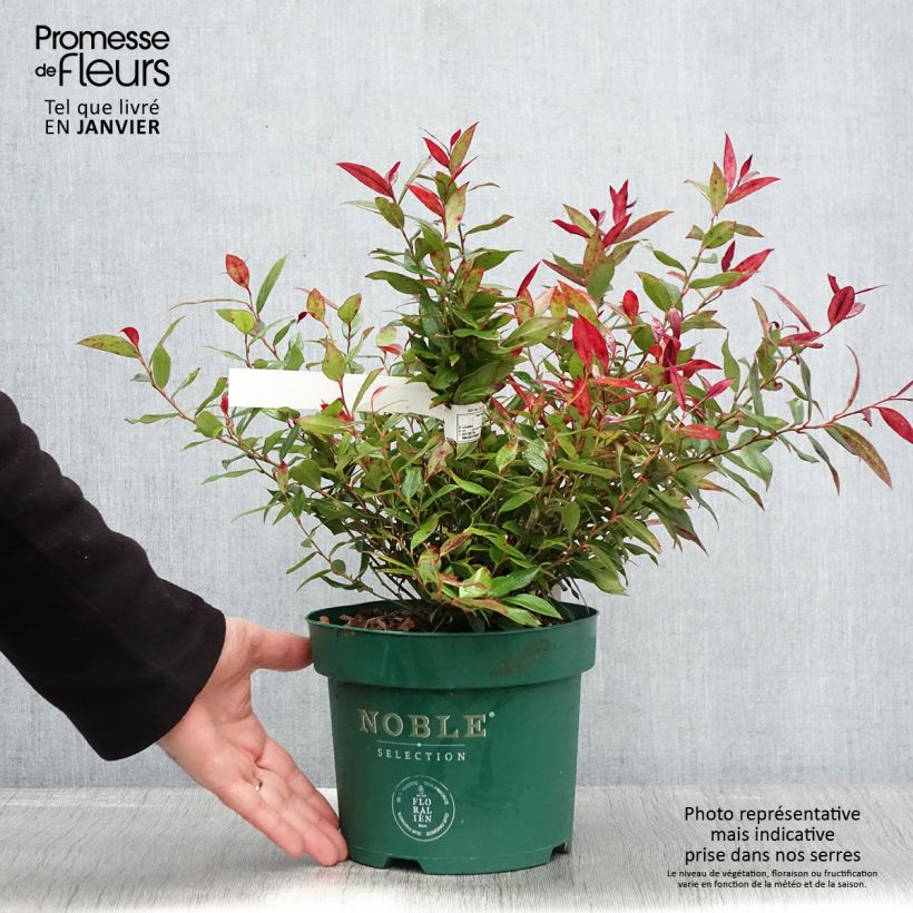 Leucothoe fontanesiana Little Flames Maceta 2L/3L Ejemplar entregado en invierno