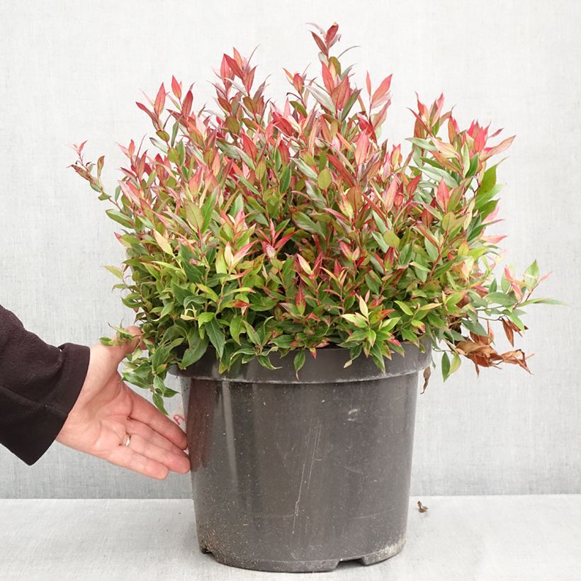 Ejemplar de Leucothoe fontanesiana Little Flames Maceta 7,5L/10L entregado en otoño
