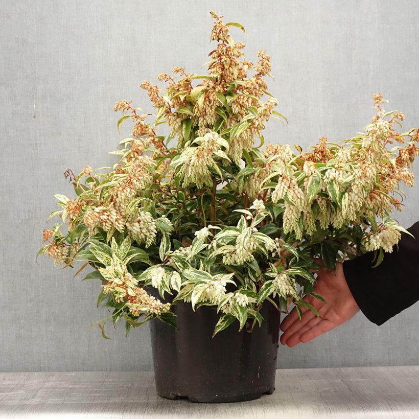 Leucothoe fontanesiana Makijaz Maceta 7,5L/10L Ejemplar entregado en la primavera