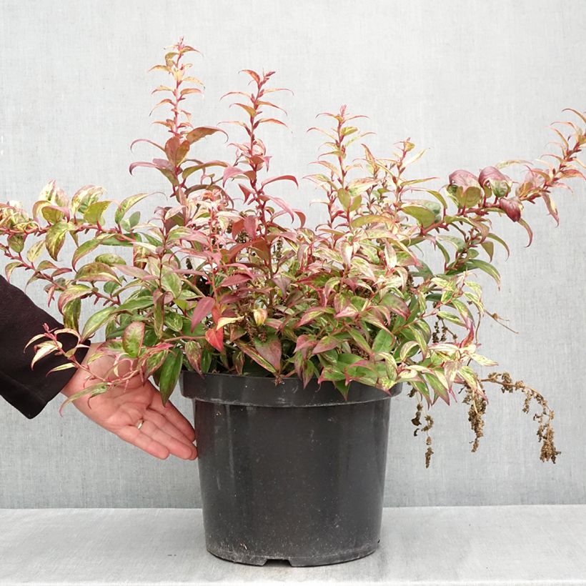 Ejemplar de Leucothoe fontanesiana Makijaz Maceta 7,5L/10L entregado en otoño