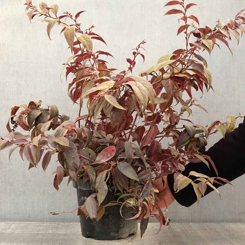 Ejemplar de Leucothoe fontanesiana Rainbow Maceta 7,5L/10L entregado en otoño