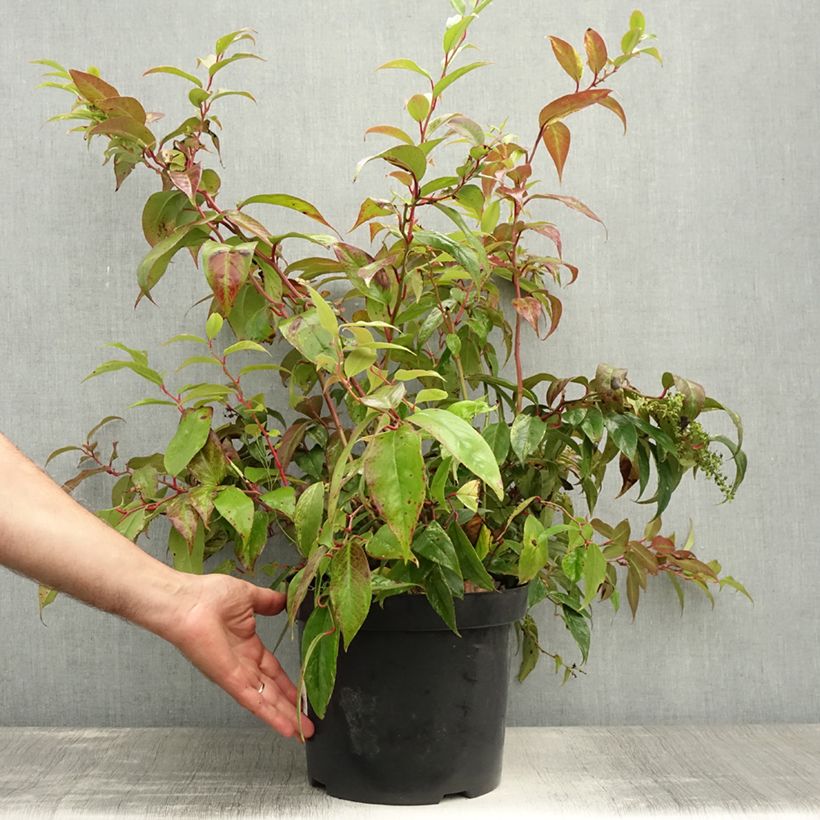 Ejemplar de Leucothoe fontanesiana Rainbow Maceta 7,5L/10L entregado en verano