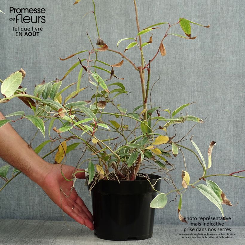 Ejemplar de Leucothoe fontanesiana Whitewater Maceta 2L/3L entregado en verano
