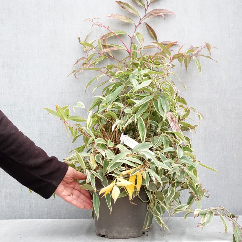 Ejemplar de Leucothoe fontanesiana Whitewater Maceta 4L/5L entregado en otoño