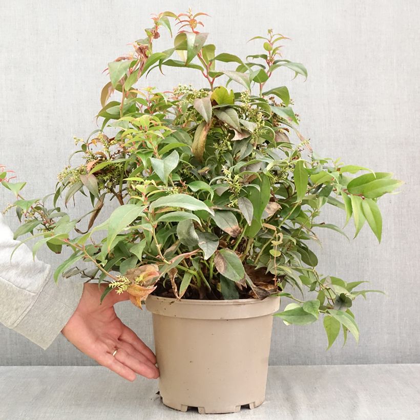 Ejemplar de Leucothoe fontanesiana Dark Diamond Maceta 4L/5L entregado en otoño