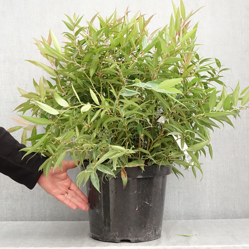 Ejemplar de Leucothoe keiskei Burning Love Maceta 7,5L/10L entregado en otoño