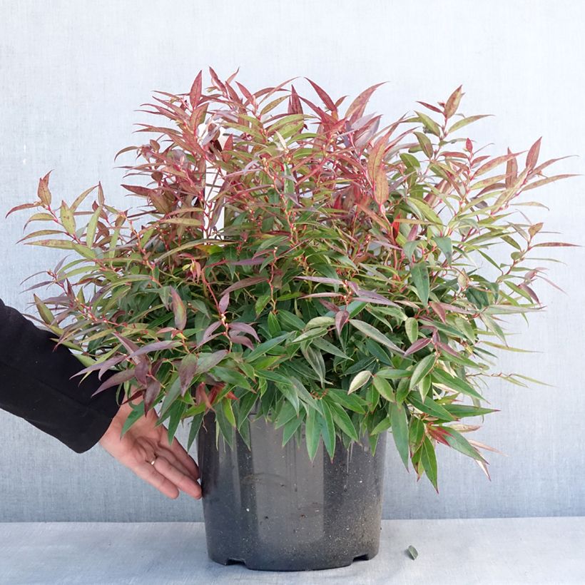 Leucothoe keiskei Burning Love Maceta 7,5L/10L Ejemplar entregado en invierno