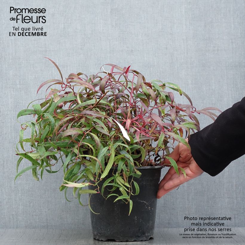 Ejemplar de Leucothoe keiskei Halloween Maceta 4L/5L entregado en otoño