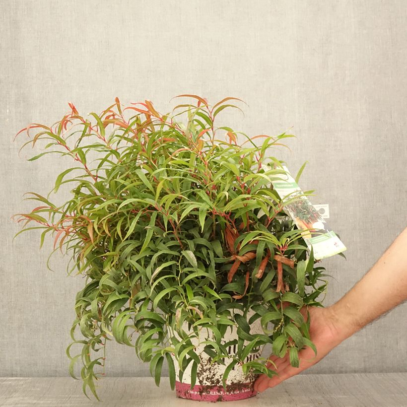 Ejemplar de Leucothoe keiskei Halloween Maceta 4L/5L entregado en verano