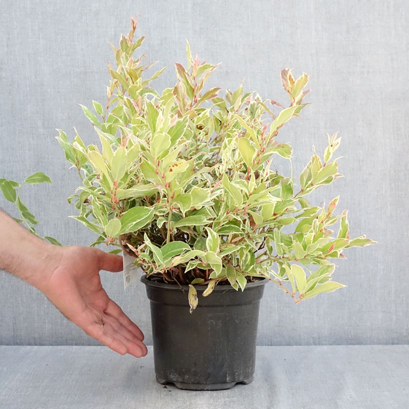 Ejemplar de Leucothoe walteri Firestar Maceta 2L/3L entregado en verano