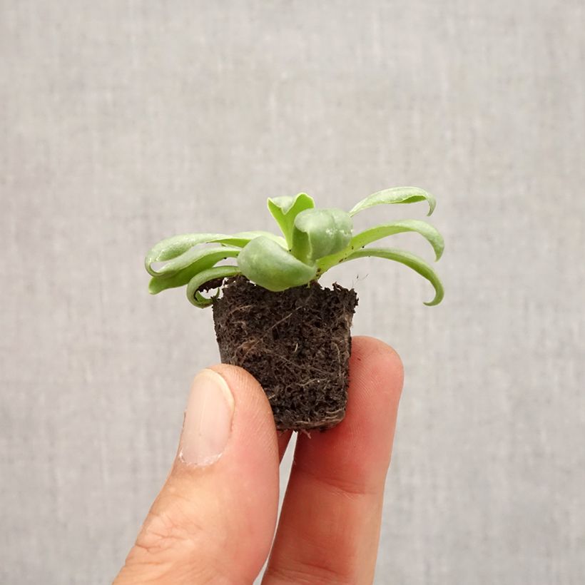 Ejemplar de Lewisia cotyledon Elise White minicepellón: Ø 1,5/2,5 cm entregado en otoño