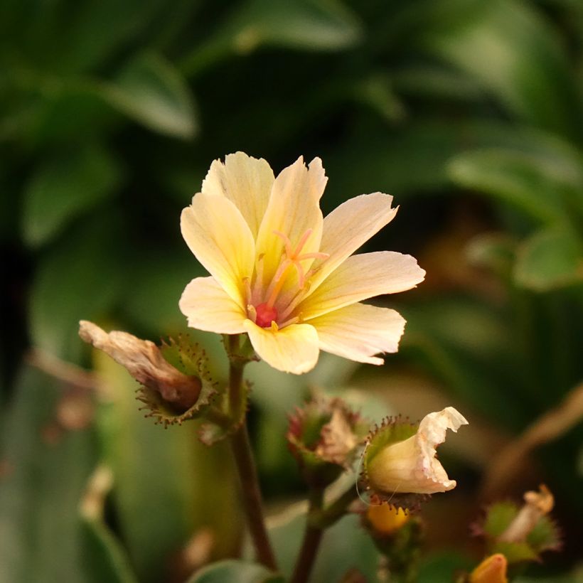 Lewisia Little Peach (Floración)