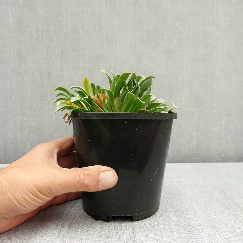 Ejemplar de Lewisia Little Peach Pot de 1,5L/2L entregado en verano