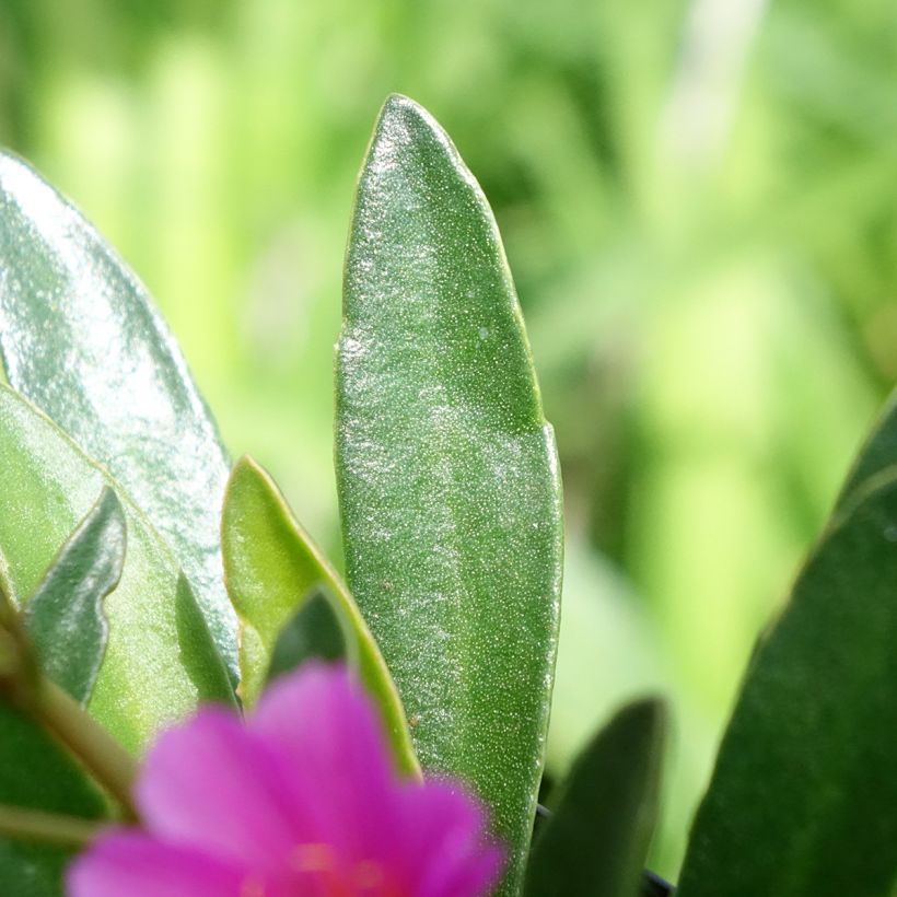Lewisia Little Raspberry (Follaje)