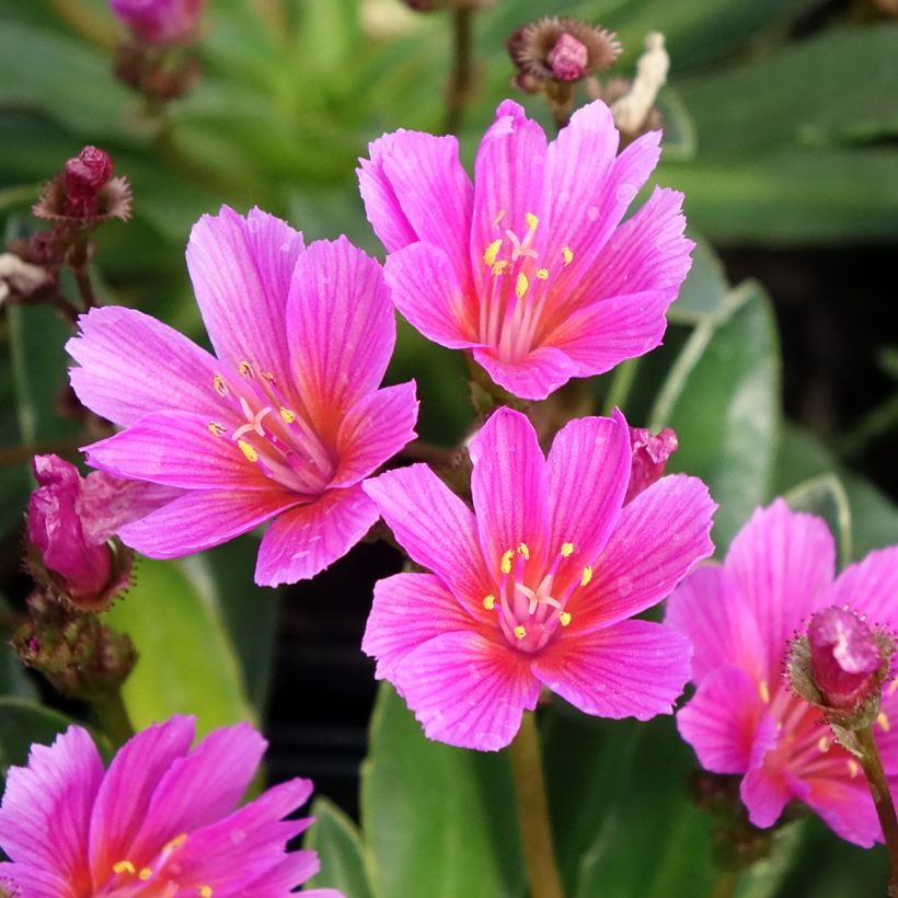 Lewisia Little Raspberry (Floración)