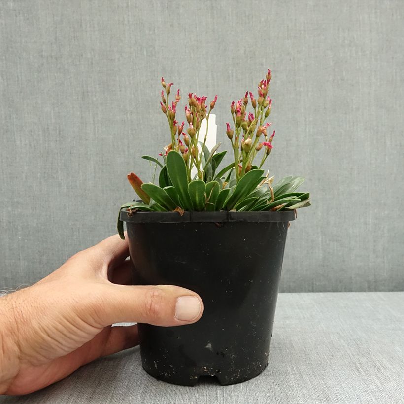 Ejemplar de Lewisia Little Raspberry Maceta 1,5L/2L entregado en verano