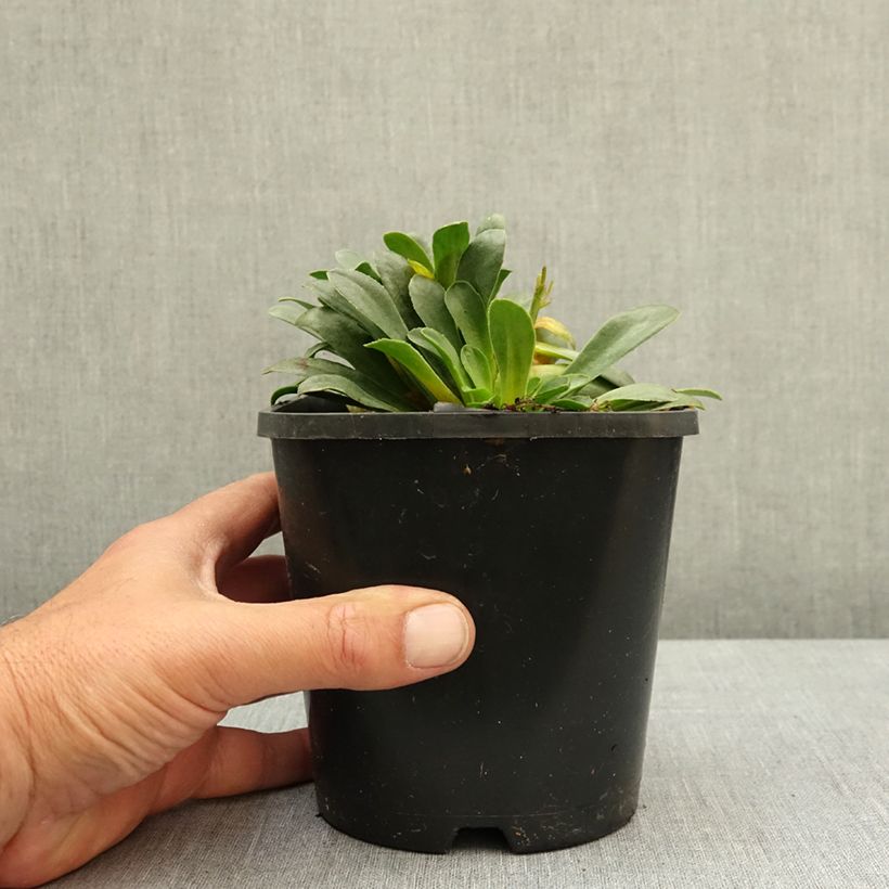 Lewisia Little Raspberry Maceta 1,5L/2L Ejemplar entregado en la primavera