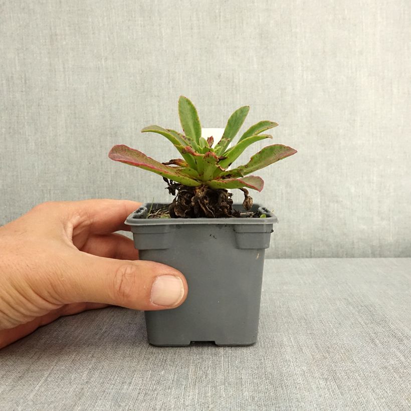 Ejemplar de Lewisia Safira Tropic Pink Godet de 8/9 cm entregado en verano