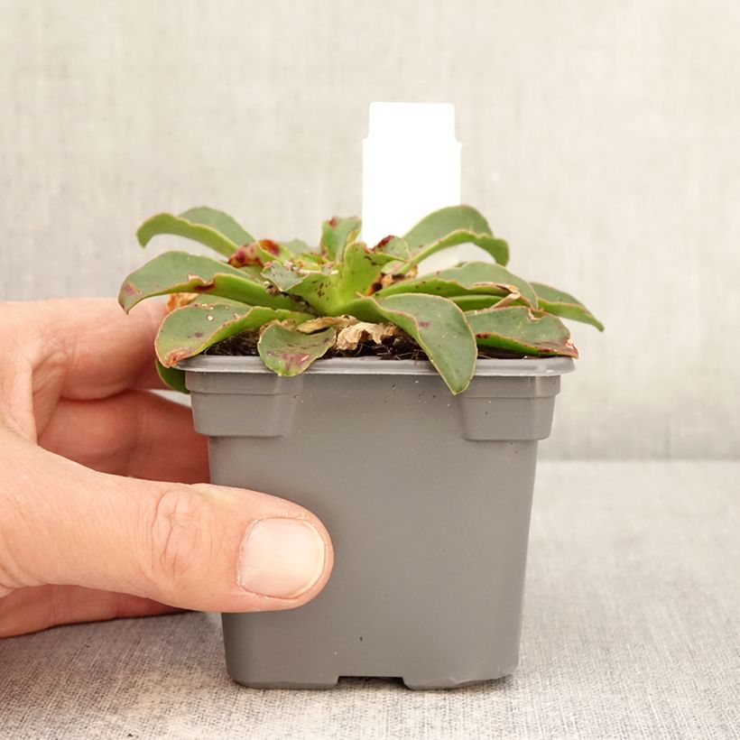 Lewisia Safira Tropic Pink Maceta de 8/9 cm Ejemplar entregado en la primavera