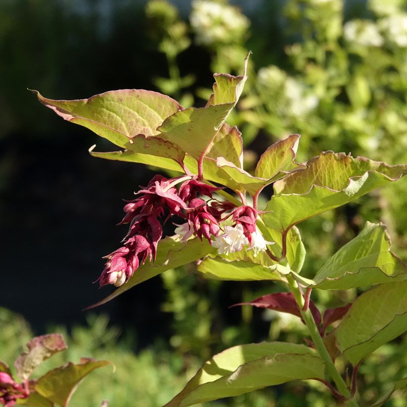 Leycesteria formosa Little Lanterns - Madreselva del Himalaya (Floración)
