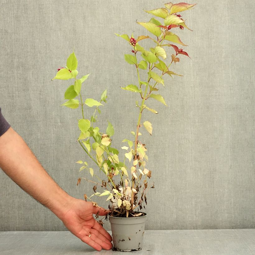 Ejemplar de Leycesteria formosa Little Lanterns - Madreselva del Himalaya Maceta de 12 cm / 13 cm entregado en verano