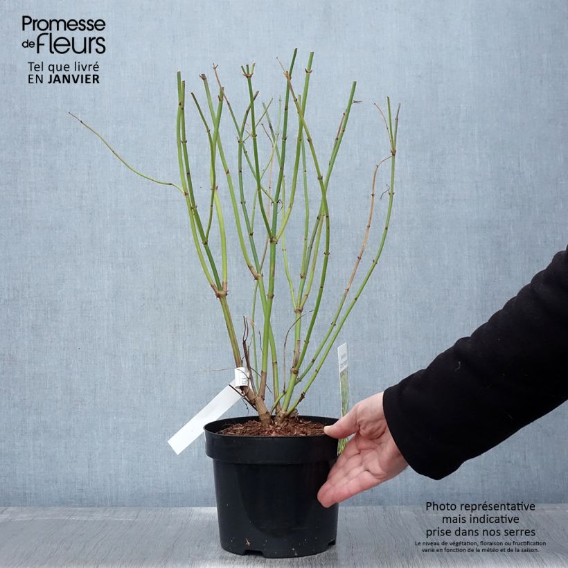 Leycesteria formosa Little Lanterns - Madreselva del Himalaya Maceta 3L/4L Ejemplar entregado en invierno