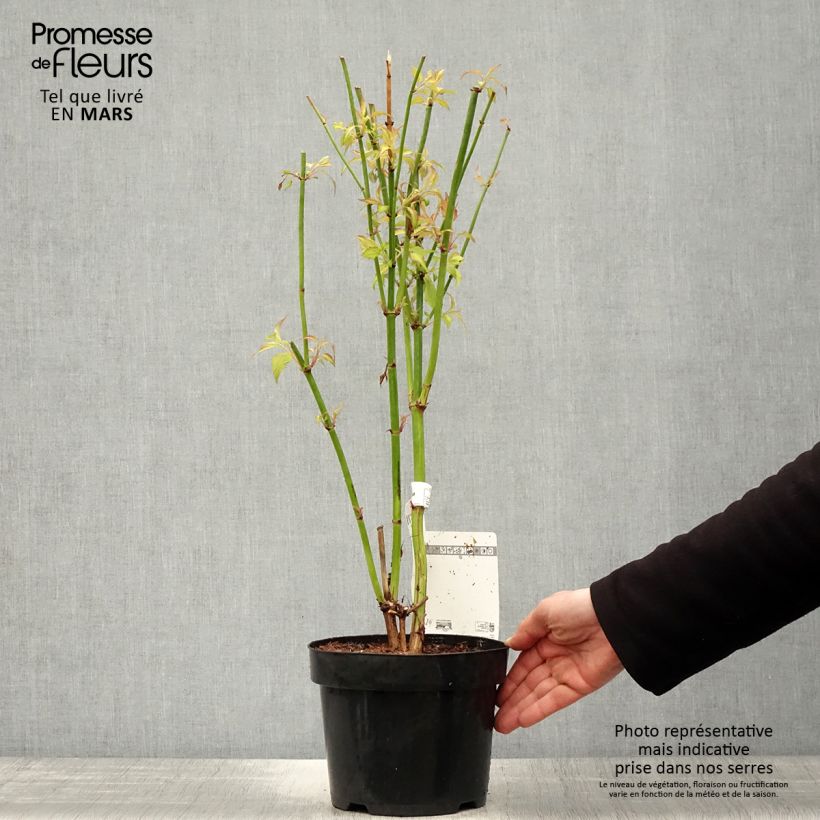 Leycesteria formosa Little Lanterns - Madreselva del Himalaya Maceta 3L/4L Ejemplar entregado en la primavera