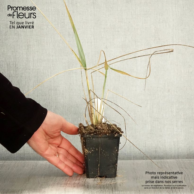 Leymus arenarius - Hierba azul de la playa Maceta de 8/9 cm Ejemplar entregado en invierno