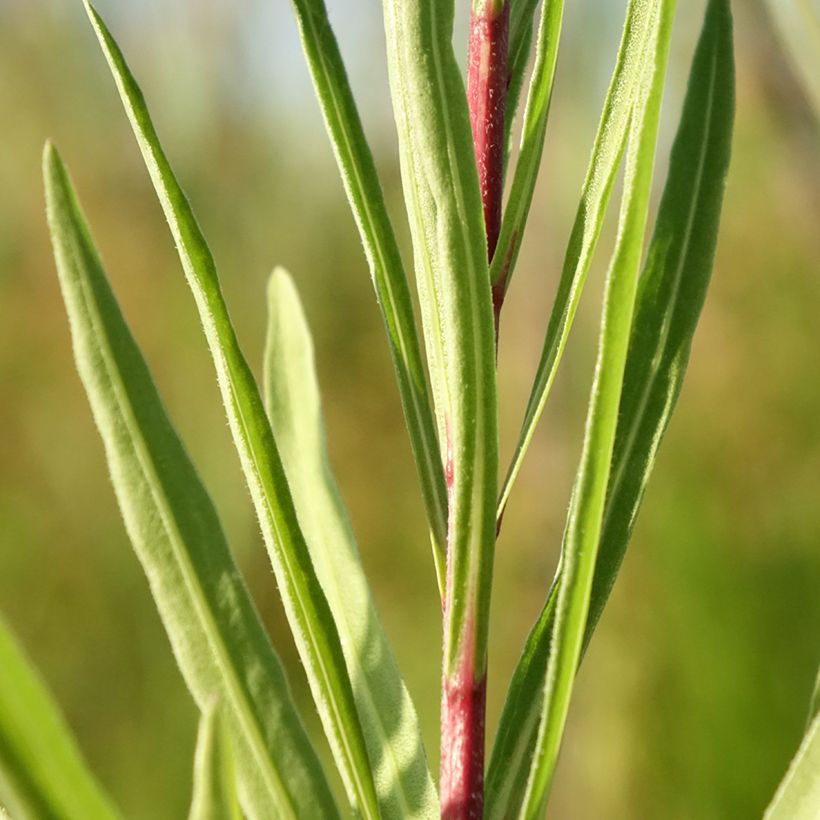 Liatris ligulistylis - Liatride (Follaje)