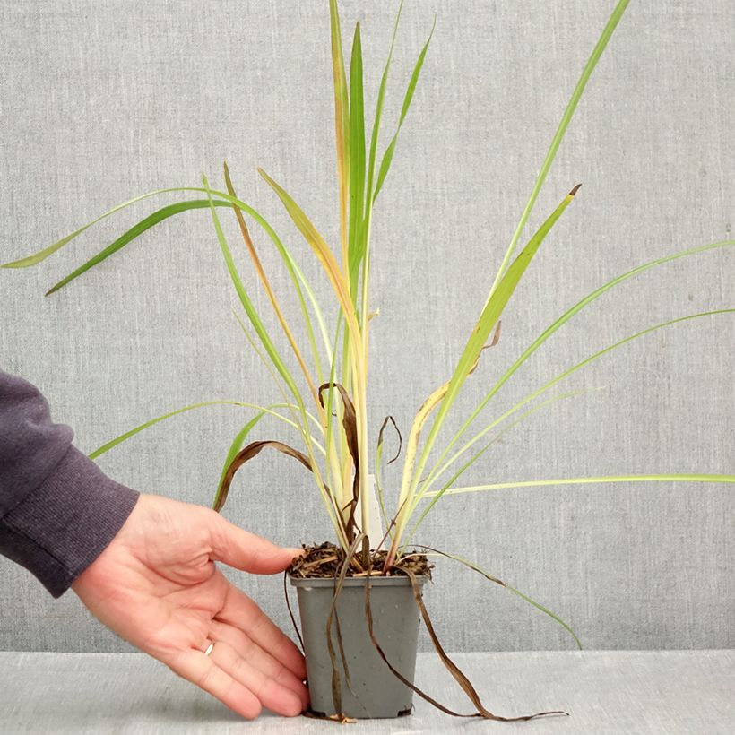 Ejemplar de Liatris pycnostachya - Liatride Maceta de 8/9 cm entregado en otoño