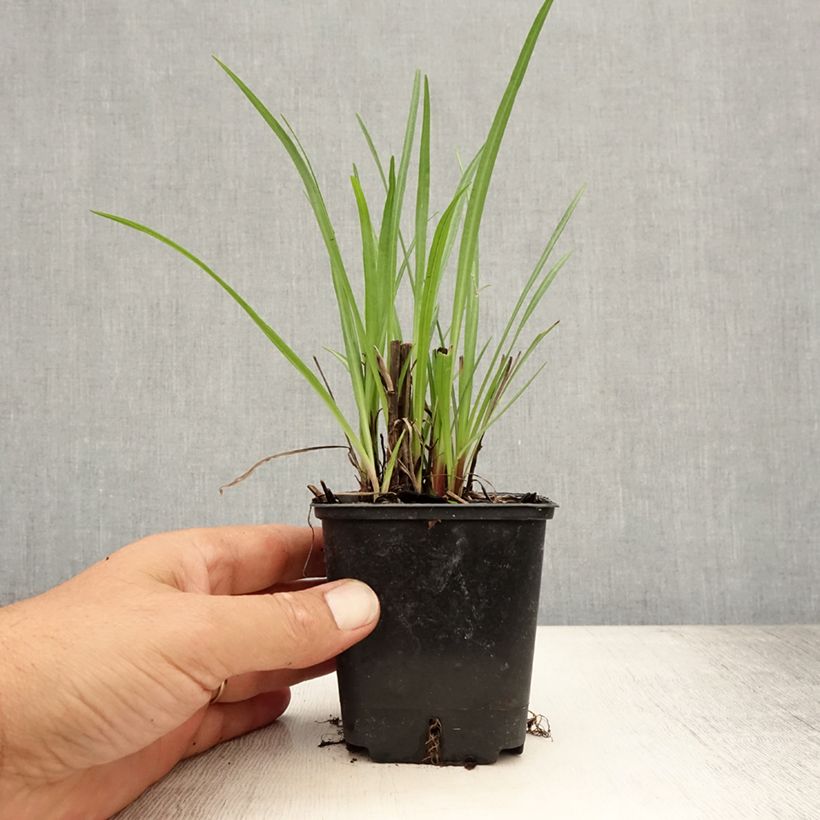 Ejemplar de Liatris spicata - Densa estrella ardiente Maceta de 8/9 cm entregado en verano