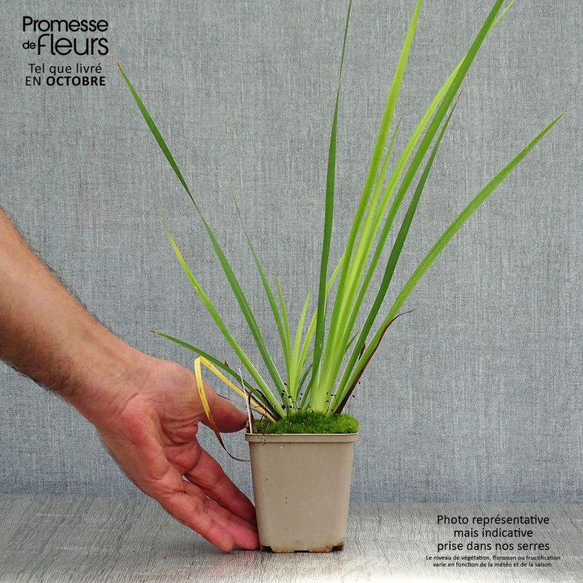 Ejemplar de Libertia grandiflora Maceta de 8/9 cm entregado en otoño