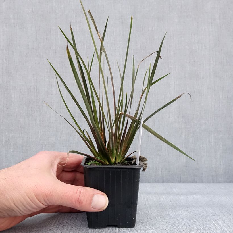 Libertia ixioides Taupo Sunset Maceta de 8/9 cm Ejemplar entregado en invierno