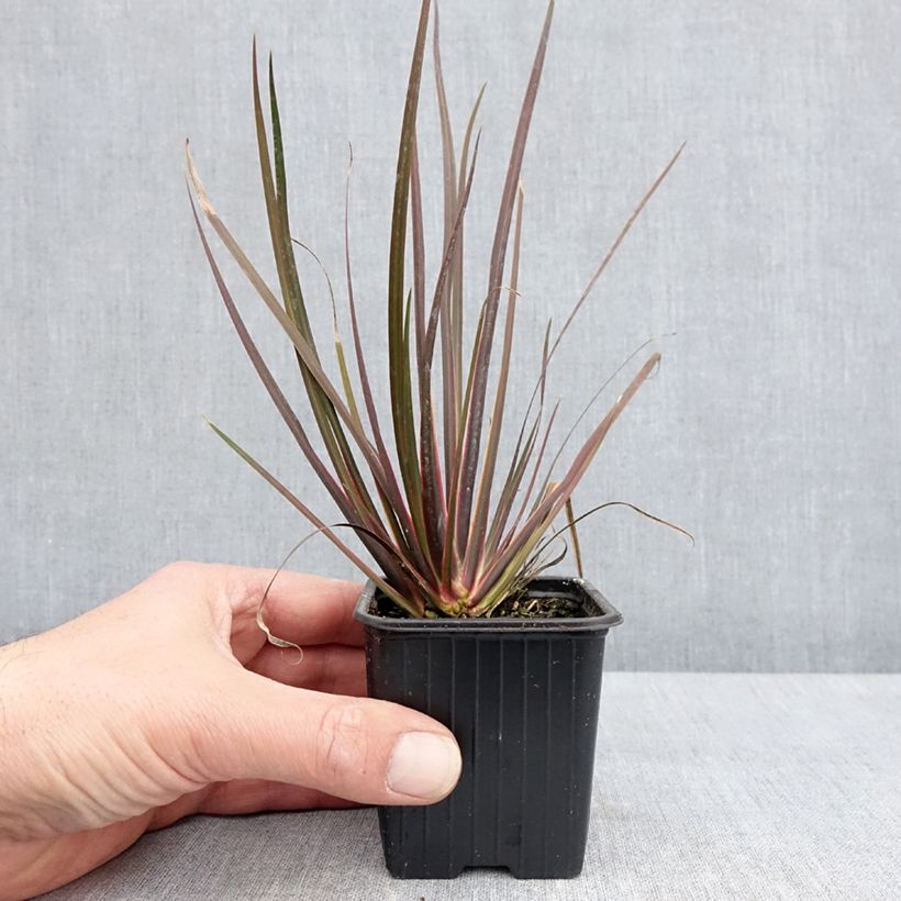 Libertia ixioides Taupo Sunset Maceta de 8/9 cm Ejemplar entregado en la primavera