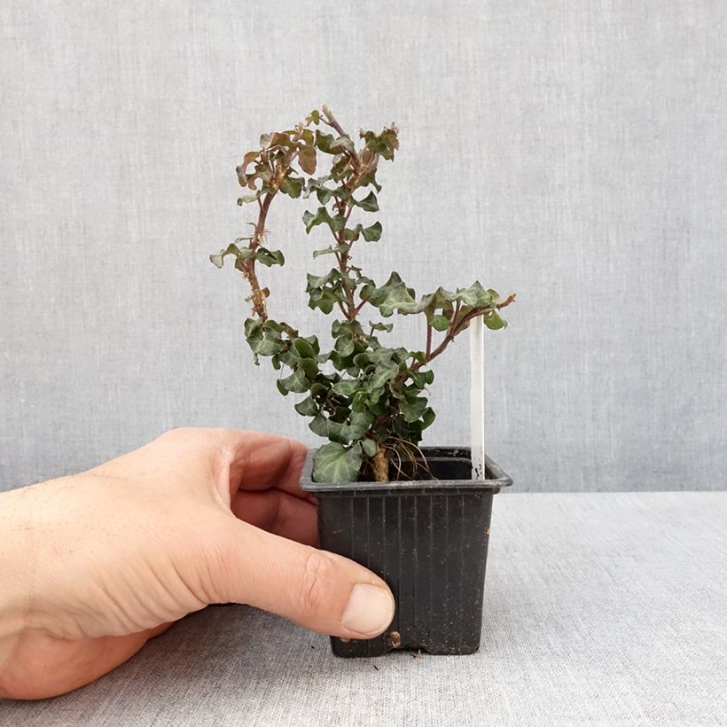 Hedera helix Conglomerata Maceta de 8/9 cm Ejemplar entregado en la primavera