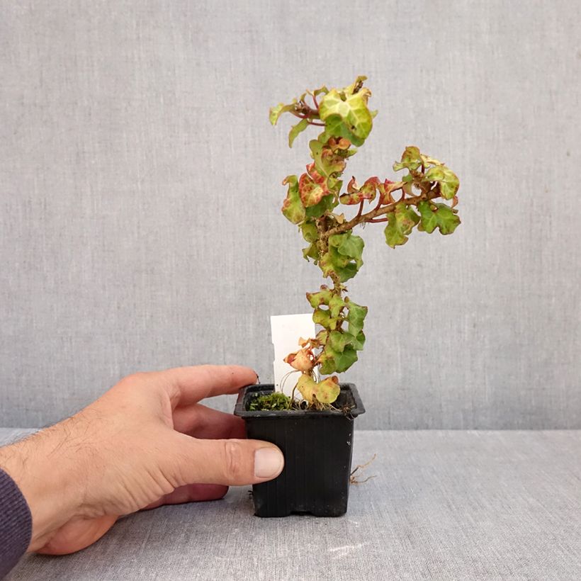 Ejemplar de Hedera helix Conglomerata Maceta de 8/9 cm entregado en otoño