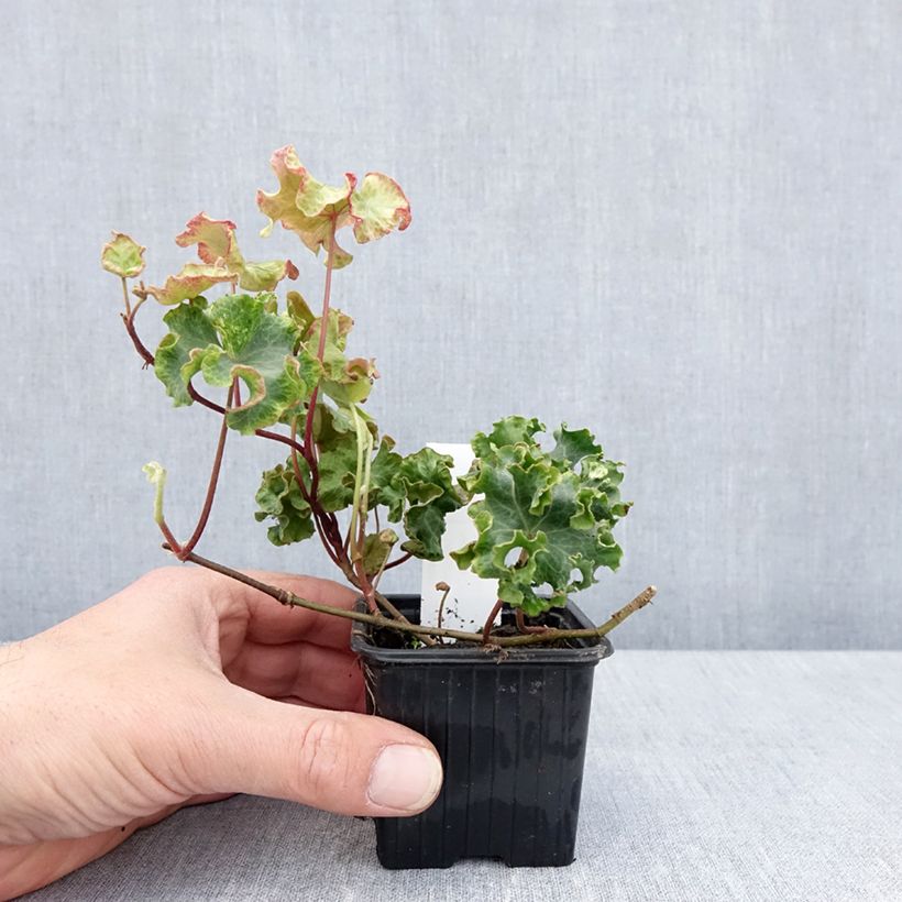 Hedera helix Clotted Cream Maceta de 8/9 cm Ejemplar entregado en la primavera