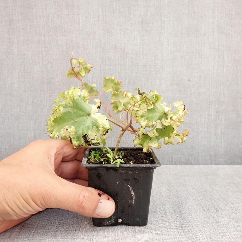 Ejemplar de Hedera helix Clotted Cream Maceta de 8/9 cm entregado en otoño