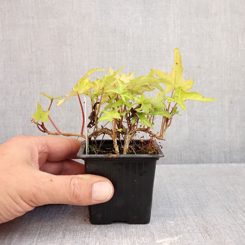Ejemplar de Hedera helix Courage Maceta de 8/9 cm entregado en otoño