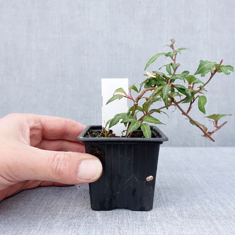 Hedera helix Cross Switch Maceta de 8/9 cm Ejemplar entregado en la primavera