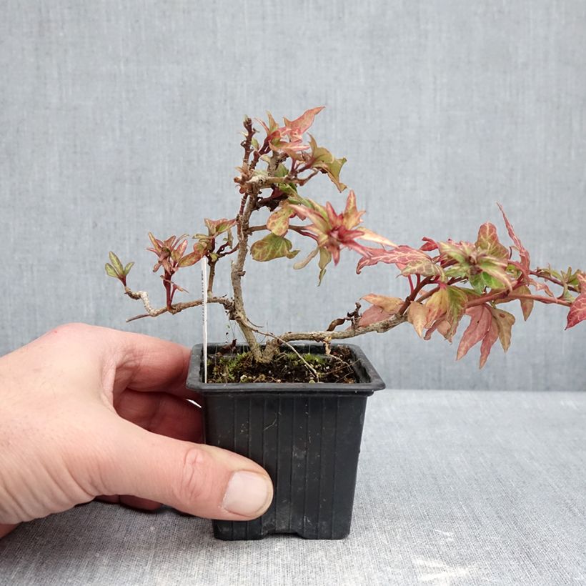 Hedera helix Cross Switch Maceta de 8/9 cm Ejemplar entregado en invierno