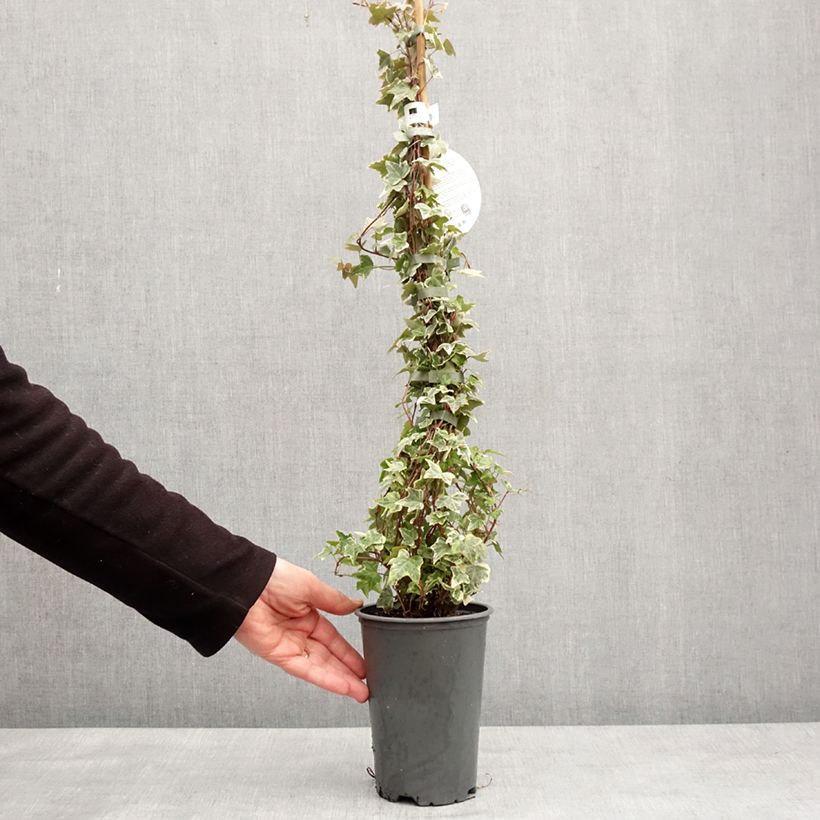 Hiedra Eva Maceta 2L/3L Ejemplar entregado en invierno