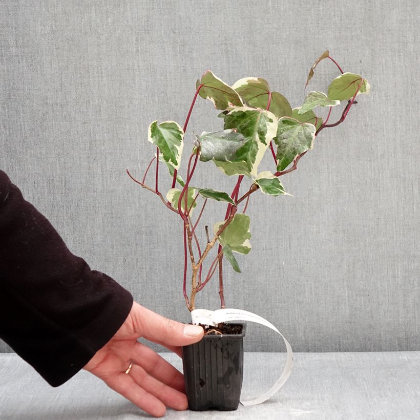 Hiedra Eva Maceta de 8/9 cm Ejemplar entregado en invierno